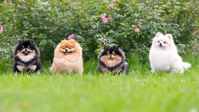 Померанский шпиц: все о собаке, фото, описание породы, характер, цена