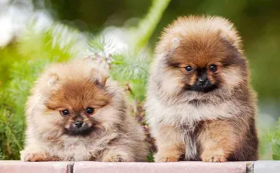 Продам Померанских шпицов от заводчиков ): 350 $ - Собаки Одесса на Olx