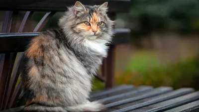 Сибирские кошки, Красноярск: сколько стоит котенок сибирской кошки. Кошка  для аллергика - 9 октября 2021 - 74.ru