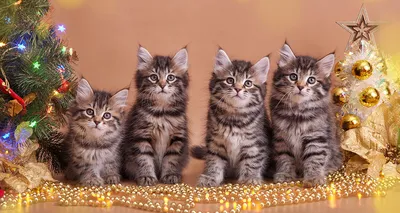 9 признаков, что перед вами настоящая сибирская кошка | Приключения  натуралиста | Дзен