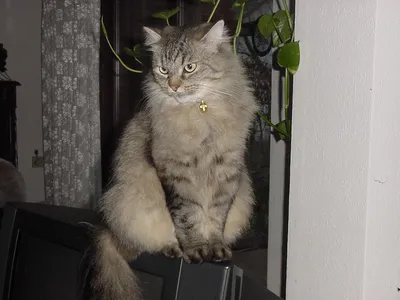 Сибирская кошка\" | Пикабу