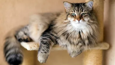 Сколько живут сибирские кошки – продолжительность жизни в домашних условиях