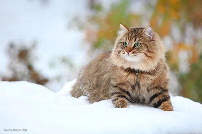 Все о сибирских кошках
