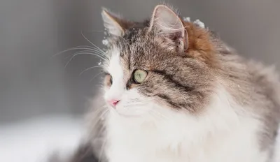 Сибирская кошка: описание породы, характер и уход - Лайфхакер