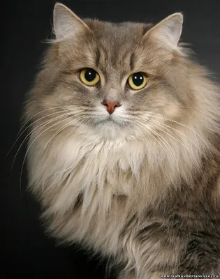 О питомнике - Сибирские кошки. Питомник Ангара