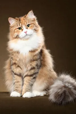 Сибирские кошки, Красноярск: сколько стоит котенок сибирской кошки. Кошка  для аллергика - 9 октября 2021 - 74.ru