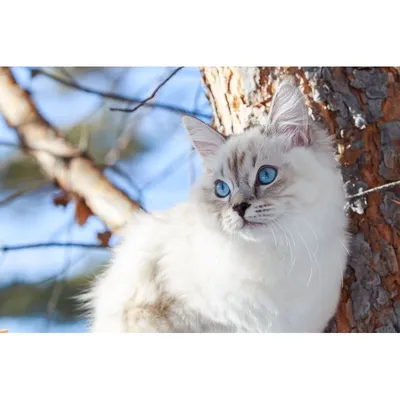 Сибирские кошки - фото и описание (характер, уход и кормление)