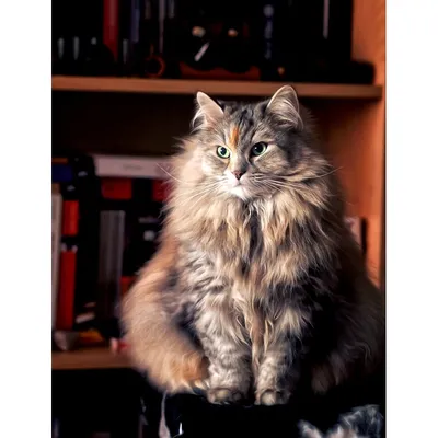 Сибирская кошка: кошка: фото, характер, описание породы | РБК Life