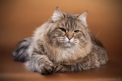 Сибирская кошка | Коты и Кошатники Вики | Fandom
