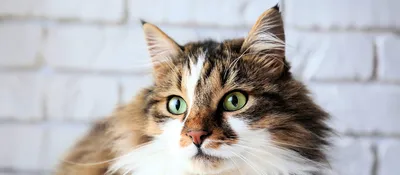 Характер сибирской кошки – My Moroshka - питомник сибирских кошек
