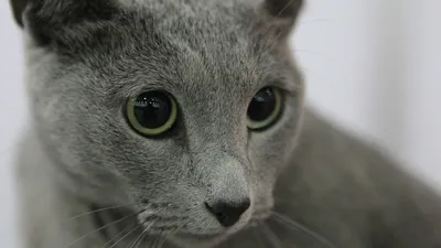 История нашей сибирской кошки Карамельки | Пикабу