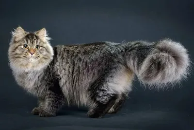 Характеристики сибирской кошки