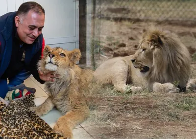 Как сейчас живет лев Симба, спасенный от фотографа-живодера - KP.RU