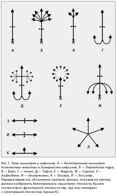 Типы симметрии у мифозоев
