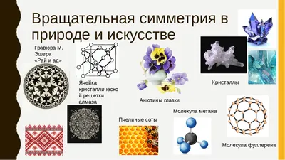 Cимметрия в науке, технике и технологиях. II. Принцип симметрии в живой и  неживой природе – тема научной статьи по нанотехнологиям читайте бесплатно  текст научно-исследовательской работы в электронной библиотеке КиберЛенинка