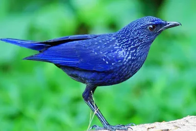 Синица-счастья синяя птица. Обсуждение на LiveInternet - Российский Сервис  Онлайн-Дневников