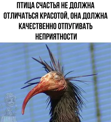 Синяя птица » udmzoo.ru