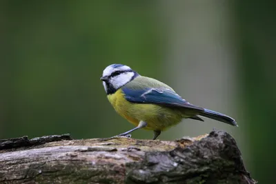 Синяя птица [группа flavirostris] - eBird