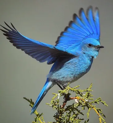 красивая синяя птица, изолированная на белом фоне Стоковое Фото -  изображение насчитывающей тварь, клюв: 276128138