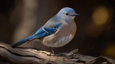 Синяя птица - 54 фото: смотреть онлайн