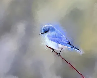 Фотография из фильма \"Синяя птица\" Вид профиля \"Маленькая синяя птица\",  полученный из фонарика \"bokeh\" Стоковое Изображение - изображение  насчитывающей шток, конец: 165784709