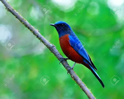 Фотография из фильма \"Синяя птица\" Вид профиля \"Маленькая синяя птица\",  полученный из фонарика \"bokeh\" Стоковое Фото - изображение насчитывающей  показ, клюв: 165784708