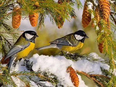 Чем кормить птиц зимой (и чем не надо) - Телеканал «О!»