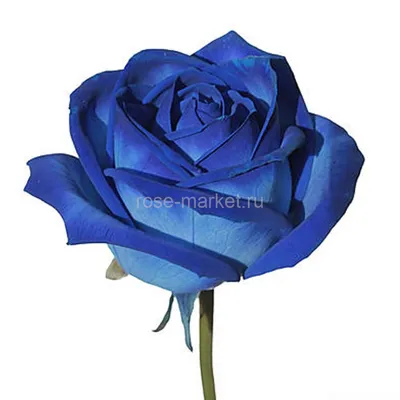 Синие розы» — создано в Шедевруме