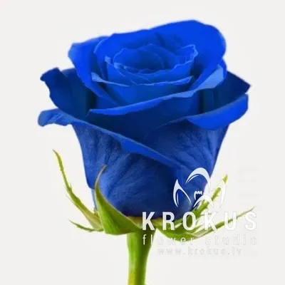 Картинки синие розы фотографии