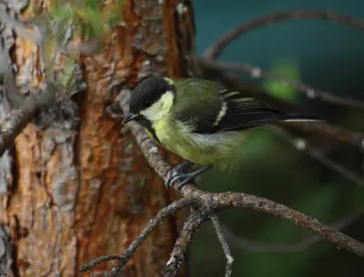 Клуб Людей и Птиц. ФОРУМЫ ptic.ru / Большая синица (Parus major)