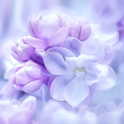 Сирень пурпур сирени Букет фиолетовых сиреней Красивые цветки сирени -  близкое поднимающего вверх Валентинки Wedding романтичное Стоковое  Изображение - изображение насчитывающей романтично, пинк: 71598385