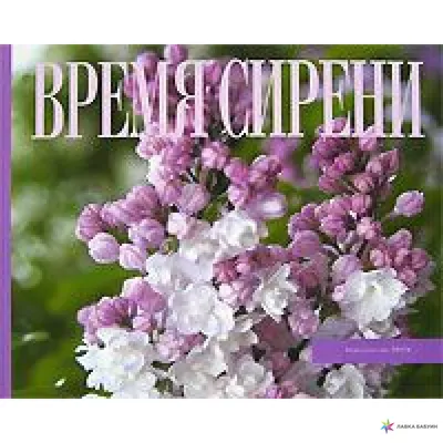 Букет из 29 веток фиолетовой сирени за 16 490 руб. | Бесплатная доставка  цветов по Москве