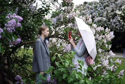 Купить большой букет сирени из 35 веток 🌺