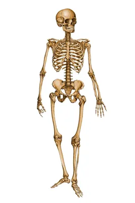 Полная фигура скелета человека Вид \"Фронт\" Иллюстрация штока - иллюстрации  насчитывающей вальма, бескостные: 158320853