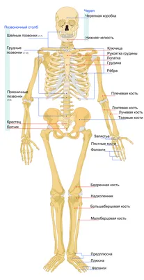 изображение скелета сидящего на столе, картинка скелета, скелет, череп фон  картинки и Фото для бесплатной загрузки