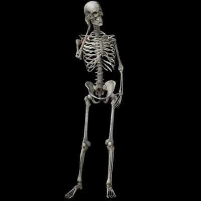 Стандартная модель скелета человека 'Стэн'