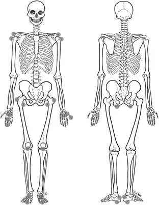скелеты скелетов в ряд на черном фоне, картинка скелетов на хэллоуин,  Хэллоуин, скелет фон картинки и Фото для бесплатной загрузки