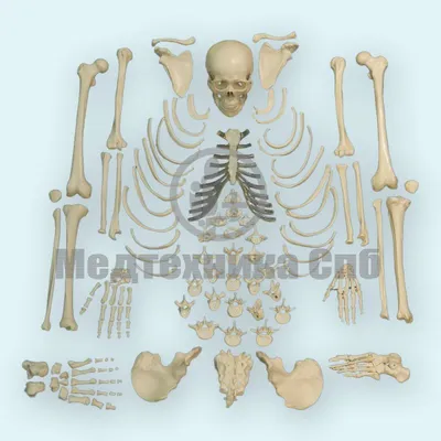 Скелет человека рисунок для срисовки - 52 фото
