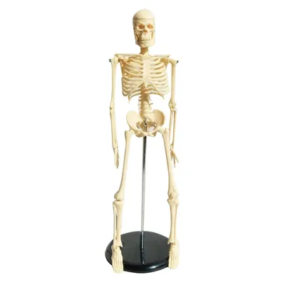 Руки Скелета — стоковые фотографии и другие картинки Скелет человека -  Скелет человека, Жест О'кей, Жестикулировать - iStock