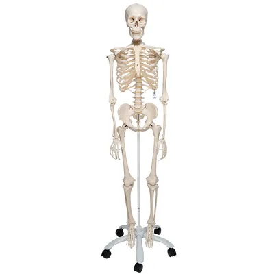 Большая модель скелета RESTEQ детализированная фигурка скелета  анатомический скелет человека 90см (ID#1200982813), цена: 1599 ₴, купить на  Prom.ua