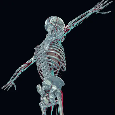 9 интересных фактов о человеческом скелете - АЗЕРТАДЖ