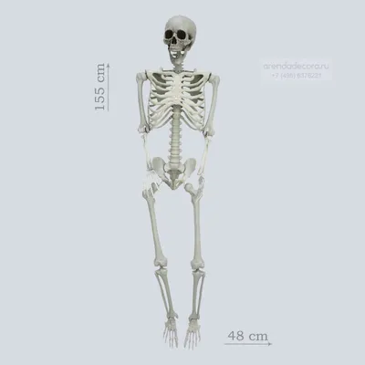 Картинки скелета человека - 79 фото