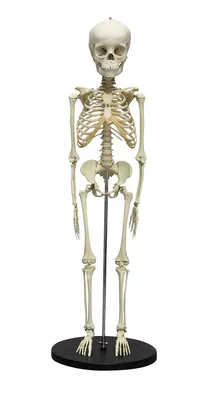 Модель скелета «Stan», на 5-рожковой роликовой стойке - 3B Smart Anatomy -  1020171 - A10 - Модели скелета человека - 3B Scientific
