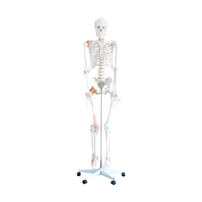 крупный план скелета с поднятой головой, картинка скелет фон картинки и  Фото для бесплатной загрузки