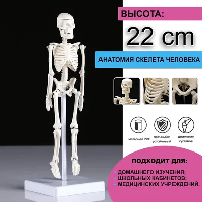 человеческий скелет сидит и дышит, модель скелета, ребро, кость фон  картинки и Фото для бесплатной загрузки