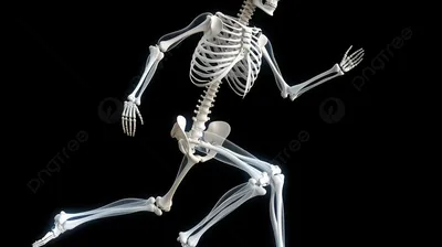 Formed: Модель скелета человека «Макс». Скелет с мышцами купить | Фото,  отзывы, цена, описание, продажа