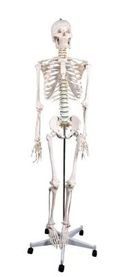 3 D Человеческого Скелета На Белый Фон — стоковые фотографии и другие  картинки Скелет человека - Скелет человека, Кость человека, Мужской облик -  iStock