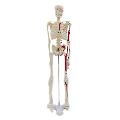 крупный план другого скелета, картинка скелета человека фон картинки и Фото  для бесплатной загрузки