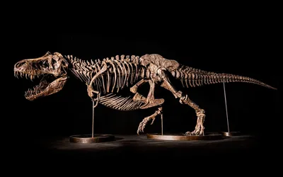 Картинки скелетов динозавров фотографии