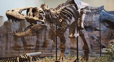 Динозавры - скелеты динозавров — УНИАН
